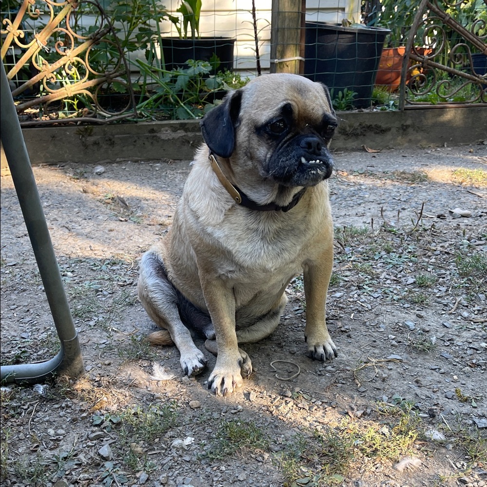 Louis Vuitton Tan Dog Collar